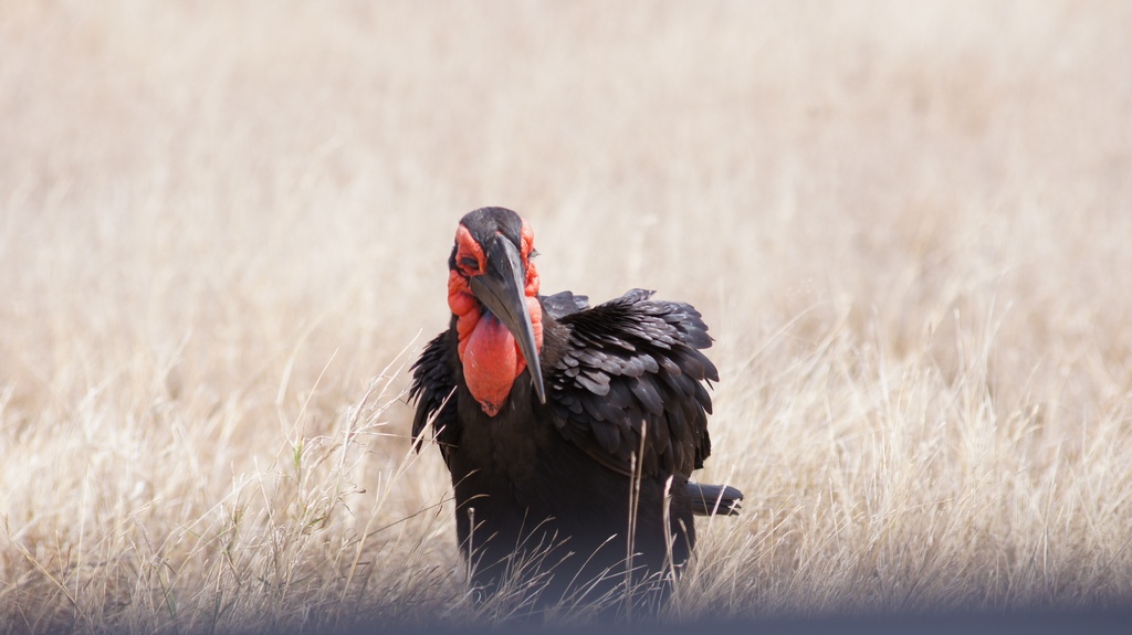scheu aber auch neugierig